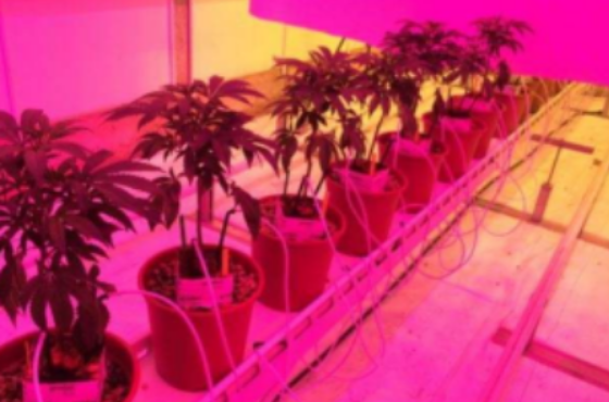 Case study medical cannabis in greenhouses