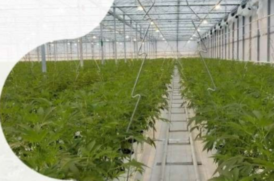 Selecting a gutter system for commercial Cannabis cultivation