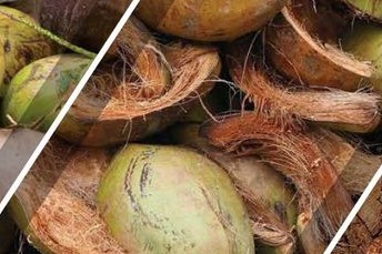 Selecting the right coco growing media