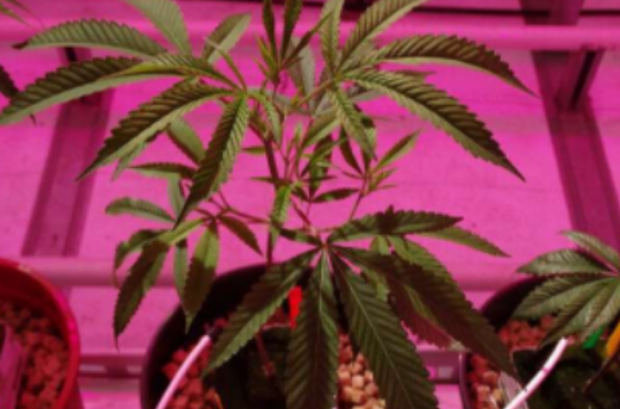 Why water cooled LED's can be an advantage in Cannabis cultivation