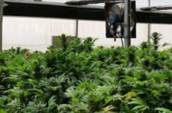 Humidity control in cannabis cultivation