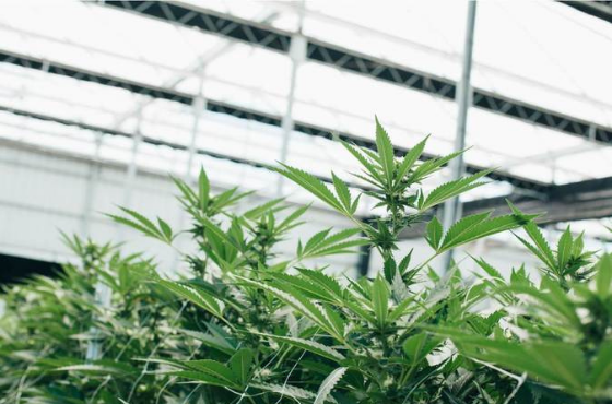 New perspectives on how to set up the best cannabis cultivation facility | Written by MMJDaily